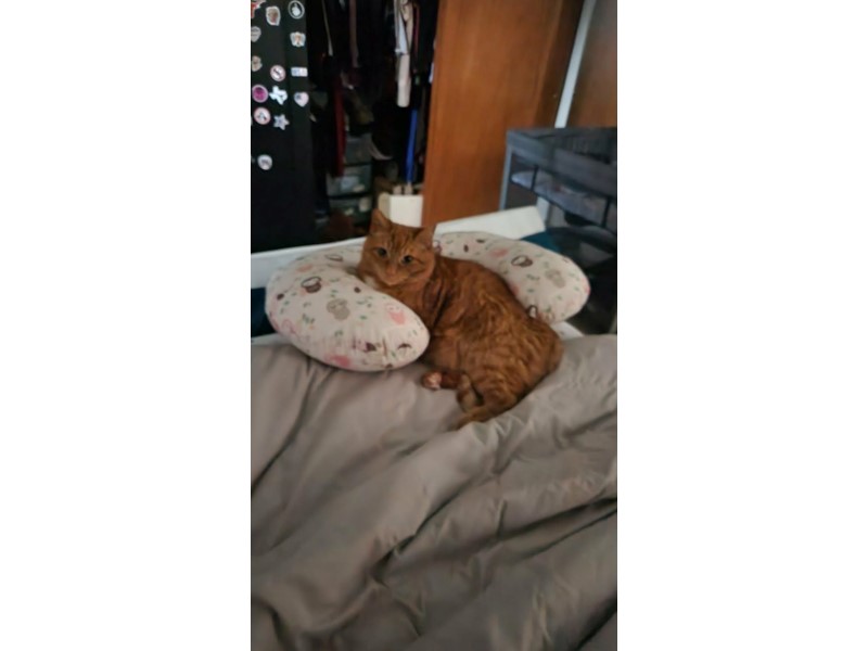 Pet Photo