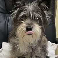 Lost Pet Image