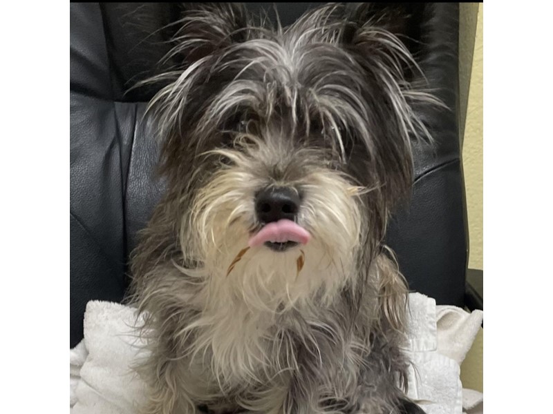 Pet Photo