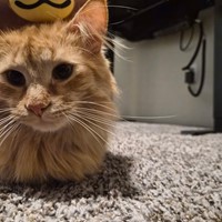 Lost Pet Image