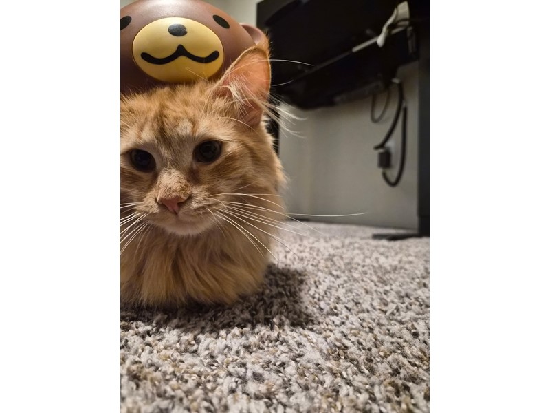 Pet Photo