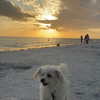 Lost Pet Image