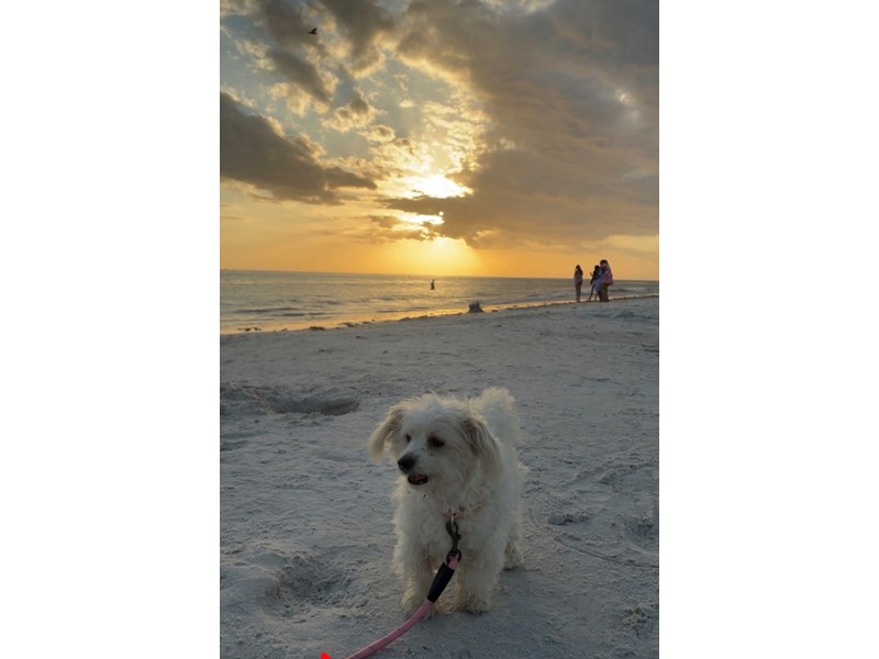 Pet Photo