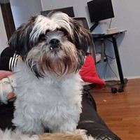 Lost Pet Image