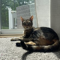 Lost Pet Image