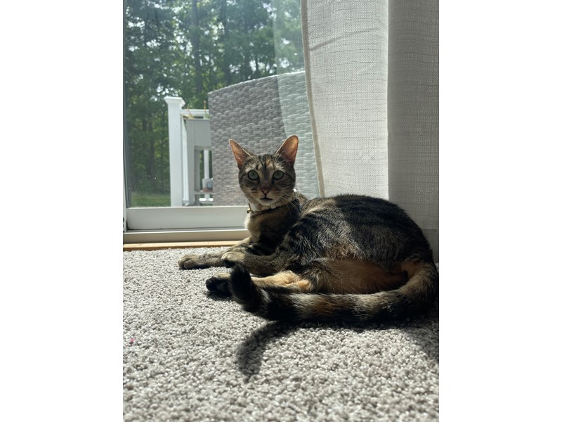 Pet Photo