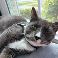 Lost Pet Image