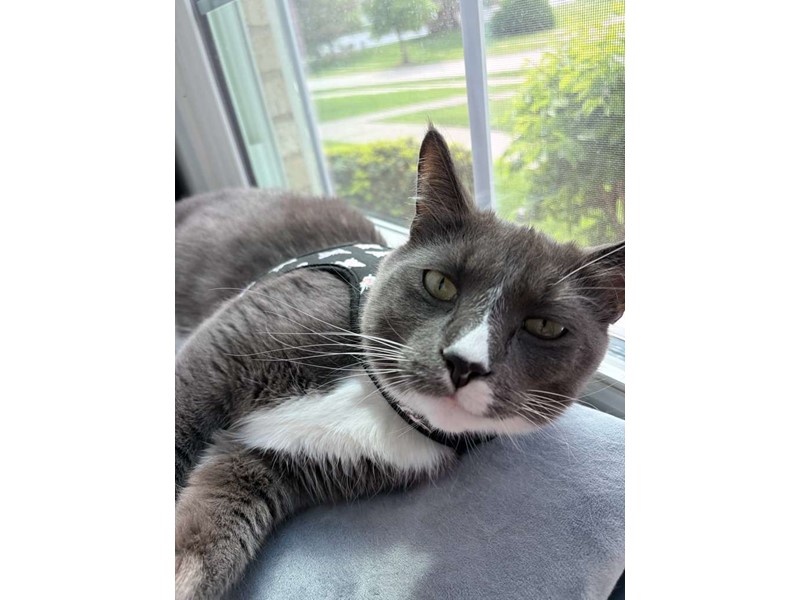 Pet Photo