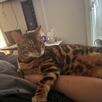 Lost Pet Image