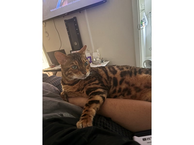 Pet Photo
