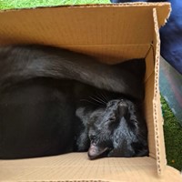 Lost Pet Image