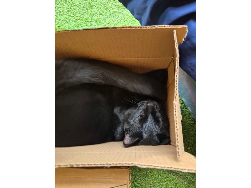 Pet Photo