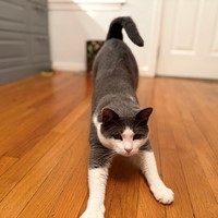 Lost Pet Image