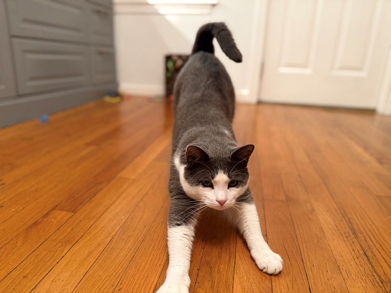 Pet Photo