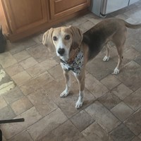 Lost Pet Image