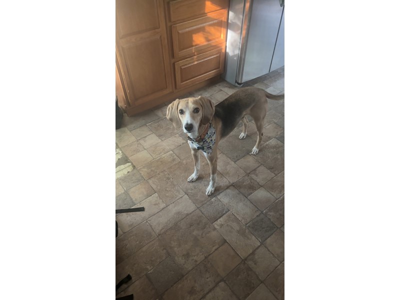Pet Photo