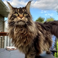 Lost Pet Image