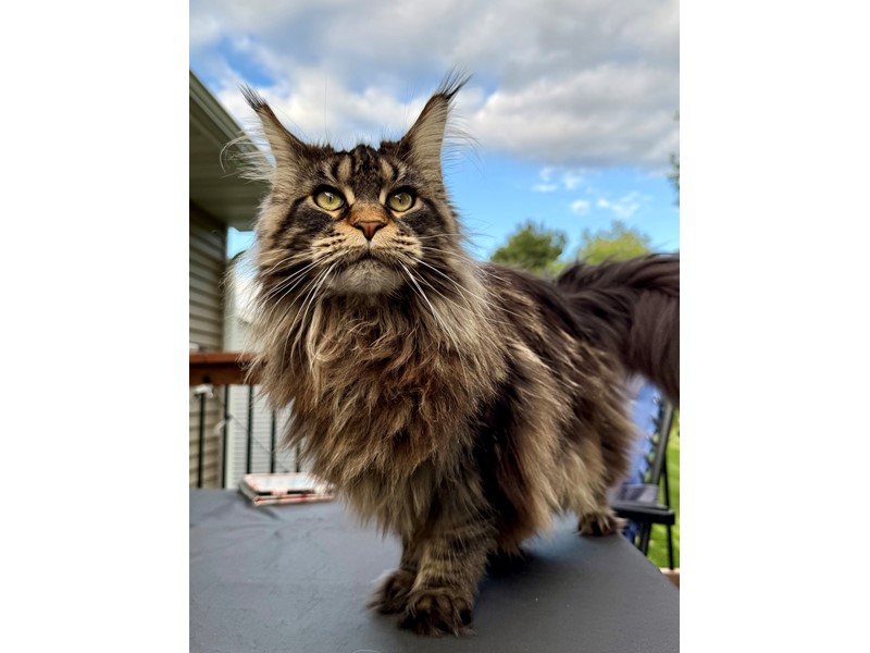 Pet Photo