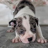 Lost Pet Image