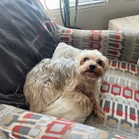 Lost Pet Image