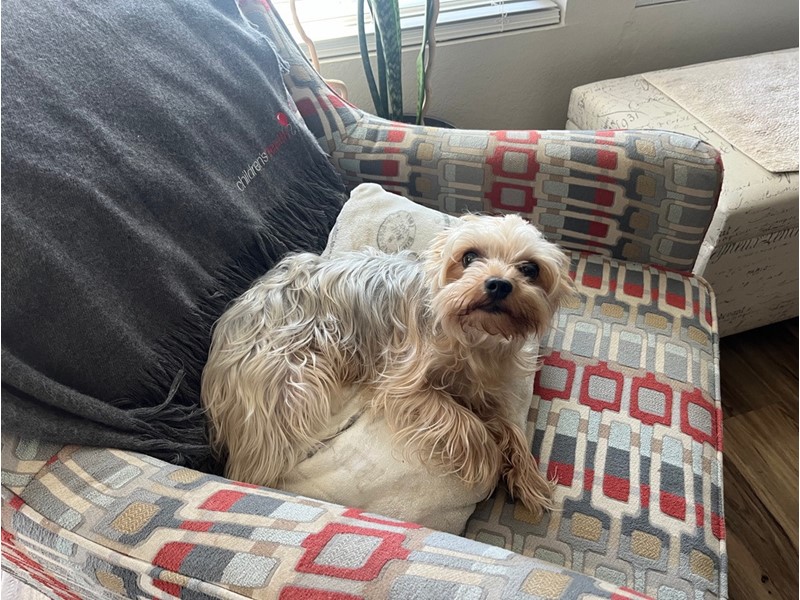 Pet Photo