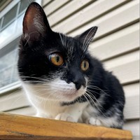 Lost Pet Image
