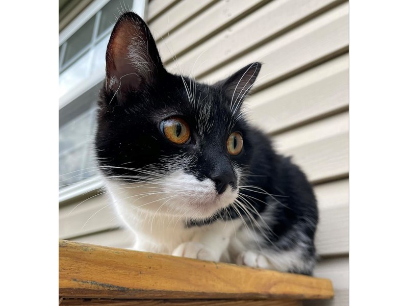 Pet Photo