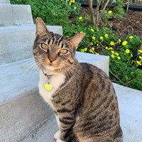 Lost Pet Image
