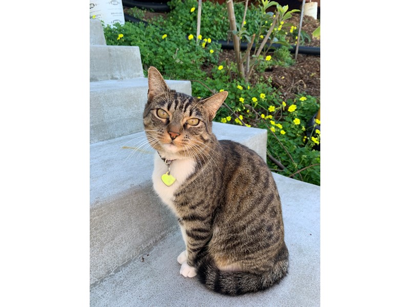 Pet Photo