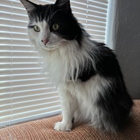 Lost Pet Image