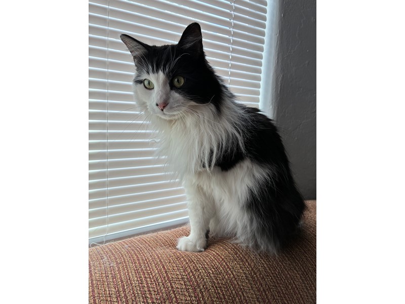 Pet Photo