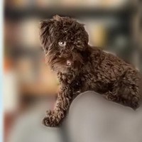 Lost Pet Image