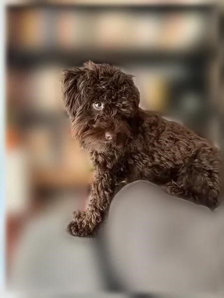 Pet Photo