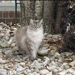 Willow, Himalayan, lost pet near Murrieta, CA