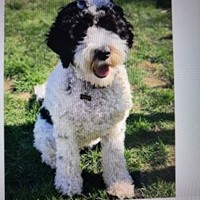 Lost Pet Image
