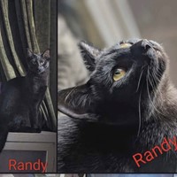 Lost Pet Image