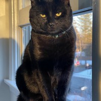Lost Pet Image