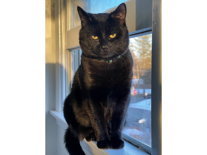 Pet Photo
