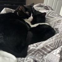 Lost Pet Image