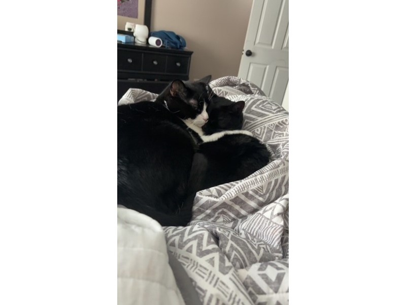 Pet Photo