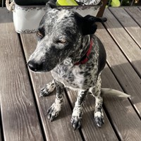 Lost Pet Image