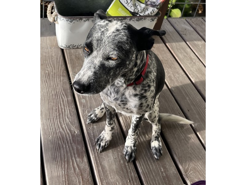 Pet Photo