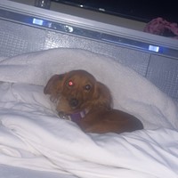 Lost Pet Image