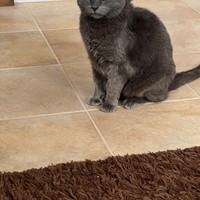 Lost Pet Image