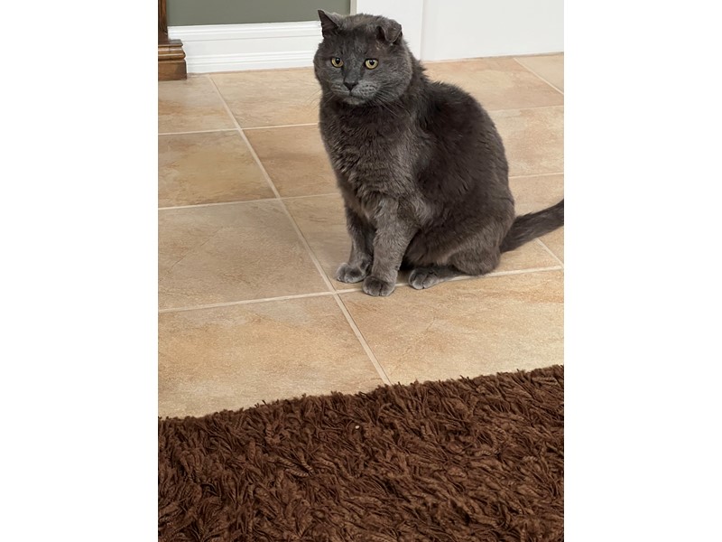 Pet Photo