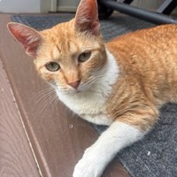 Lost Pet Image