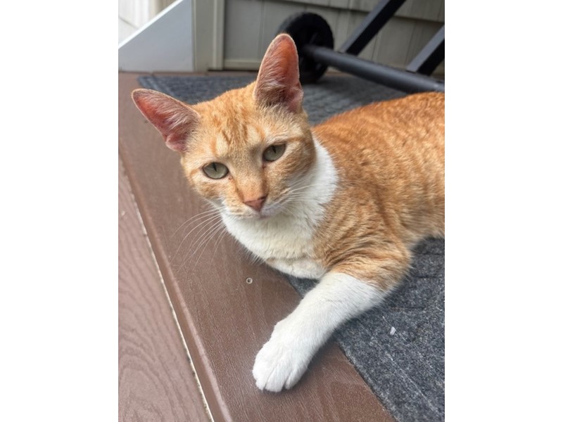Pet Photo