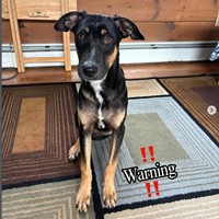 Lost Pet Image