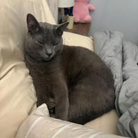 Lost Pet Image