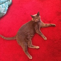 Lost Pet Image